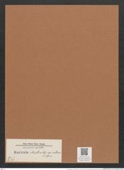 Navicula elliptica var. sublinearis Grun. (de-Toni-Nr.: Genus 1, Species 298) Zeichnungen Sammlung Grunow Mappe 00252 (Herbarium_W_Grunow_drawings_Folder_00252)